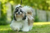 O cachorro Shih Tzu encanta a todos por onde passa