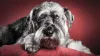 O Schnauzer Miniatura é um cachorro belo e dócil