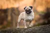É quase impossível não se apaixonar pela raça Pug