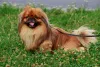 O cão Pequinês possui uma linda pelagem longa