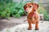 Dachshund: o famoso cachorro salsicha conquista o coração de qualquer tutor