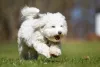 Coton de Tulear: uma raça de cachorro fofa e amorosa