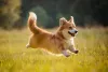 O Welsh Corgi Pembroke é um cãozinho exuberante de personalidade amável