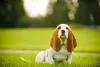 Você vai se apaixonar pelo cachorro Basset Hound