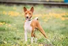 O Basenji é um cão muito amoroso