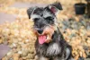 Mini Schnauzer: a tosa específica é marca registrada desse cãozinho