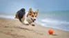 Welsh Corgi Pembroke é uma raça de cachorro pastoreio de porte pequeno