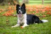 O Border Collie possui uma inteligência destacável no pastoreio de rebanhos