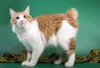 Gato sem rabo: o American Bobtail tem uma pequena extensão de cauda, mas que às vezes passa despercebida