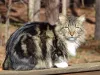 O Bobtail Americano de pelagem semi-longa é um dos mais populares