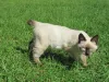 Outra possibilidade é o Bobtail com pelos curtos e densos