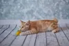 O gato com rabo curto é cheio de energia, muito sociável e dá aulas de gentileza