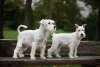 O Schnauzer miniatura branco encanta a todos com a sua pelagem e jeitinho