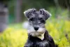 Adulto ou filhote, Schnauzer precisa de vários cuidados ao longo da vida