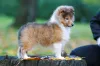 Os Pastores-de-Shetland, ou mini Collie, estão entre as 10 raças mais inteligentes do mundo
