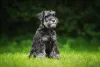 O Schnauzer Miniatura tem mais propensão para problemas urinários e renais
