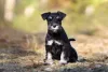 Passear com cachorro Schnauzer é super necessário, independentemente do seu tamanho