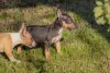 Brincalhão, o mini Bull Terrier é ideal para donos que querem uma rotina com muito bom humor
