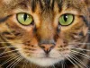 O olho de gato com a pupila retraída geralmente é ocasionado pela alta luminosidade