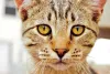 Se a pupila de gato estiver muito retraída, pode ser um indício de tensão