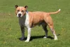 O American Staffordshire é uma raça que pode ter diferentes colorações