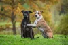 O cachorro Staffordshire precisa passar por um processo de socialização com outros cães