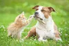 O Staffordshire Terrier se dá bem com outros animais