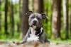 O Amstaff, como também é chamado o American Staffordshire Terrier, é muito amoroso