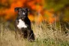 O American Terrier é um tipo de Pitbull com muitas qualidades