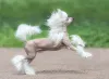 O cachorro chinês é cheio de energia e ama brincar com os donos