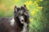 O Cão de Crista Chinês Powderpuff tem uma camada de pelos fina e lisa