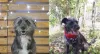 Cachorro lambendo a pata: a Lola tem esse comportamento quando não recebe atenção.