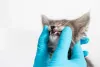 Sim, gato tem dente de leite. São 26 dentes fininhos e pontiagudos que mais pra frente serão substituídos por 30 permanentes