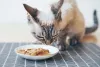 Durante a troca de dente de gato , ofereça mais sachês para ele