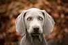 Weimaraner é outro cachorro de olho azul que faz sucesso