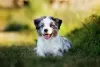 O olho de cachorro pode ter duas cores se o animal tiver heterocromia, que é comum no Husky e no Pastor Australiano