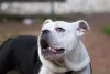 Olho de cereja: cachorro fica com a glândula da terceira pálpebra bem exposta e vermelha
