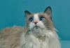 O gato com sarna demodécica - ou sarna negra - é caracterizado por manchas escuras e feridas na pele