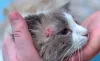 A sarna de gato notoédrica provoca queda de pelos, feridas e coceira na pele