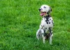 O cachorro pintadinho Dálmata é bastante carinhoso e leal