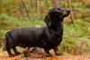 Dachshund, ou o famoso cão salsicha, adora brincar e dar carinho!