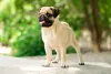 Um dos cachorros mais carinhosos é o Pug