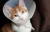 A castração de gato macho ajuda a diminuir as fugas e voltinhas pela rua