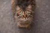 A pupila de gato se retrai em ambientes com muita luminosidade