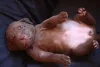 A vulva do filhote de cachorro fêmea fica entre as patas traseiras