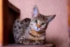 Gato Savannah F1: esse peludo tem mais características com o Serval do que os outros.
