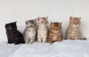 Gato de Pelo Curto Inglês: filhotes de diferentes cores são possíveis na raça