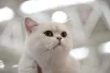 Gato de Pelo Curto Inglês: raça pode ser encontrada na cor branca