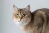 O British Shorthair com pelos beges e marcas mais escuras é encantador