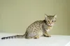 Gato Savannah F5: esse já não tem quase nenhuma aproximação com o Serval